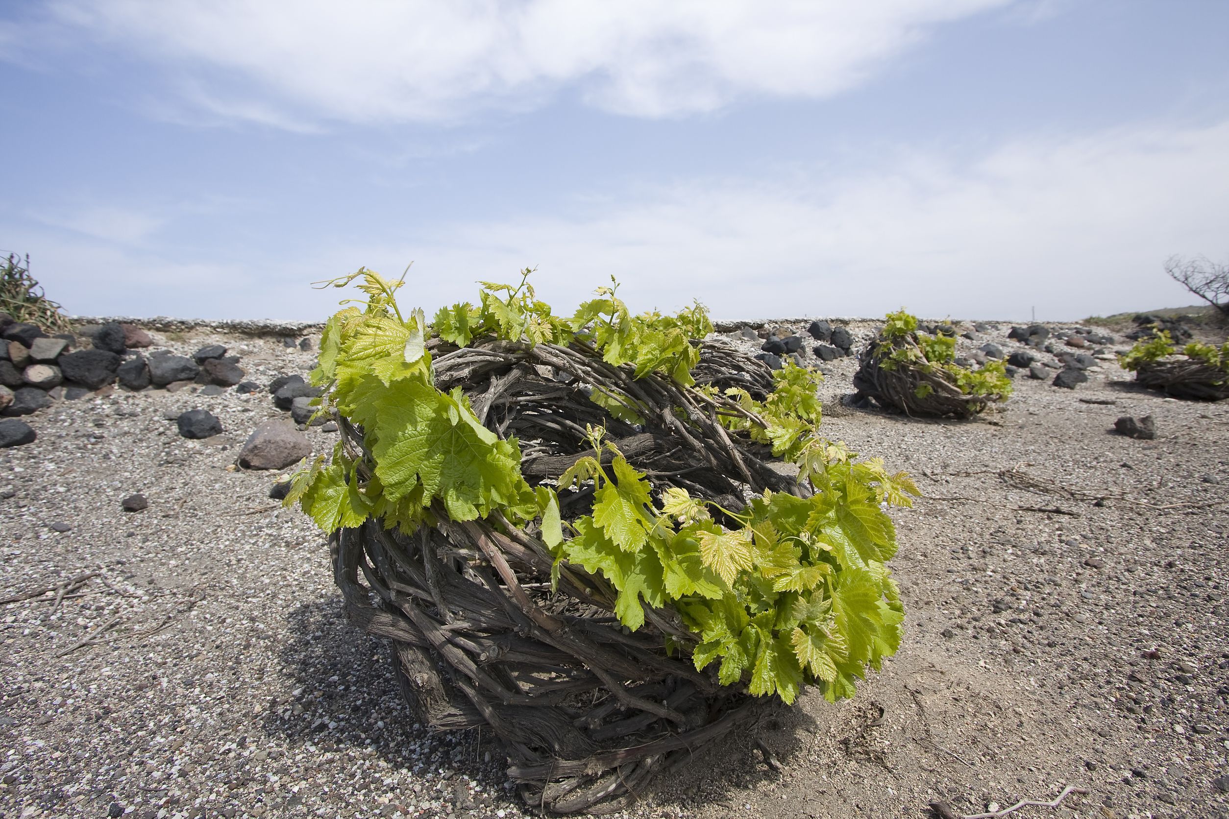 The unique vineyard of Santorini